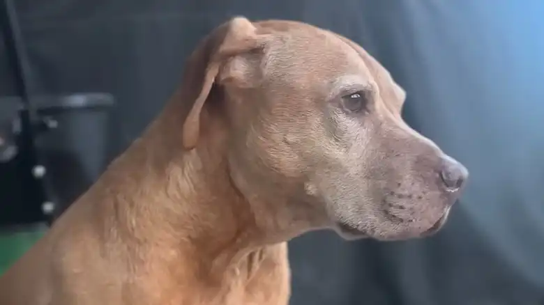 'Broken' Shelter Dog Blossoms Into A Whole New Pup With The Help Of Foster Sister