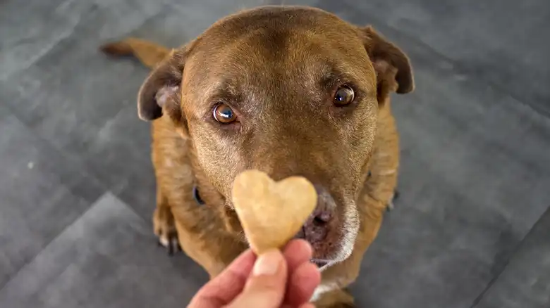 The First Thing You Should Check If Calming Dog Treats Aren't Working For Your Pup