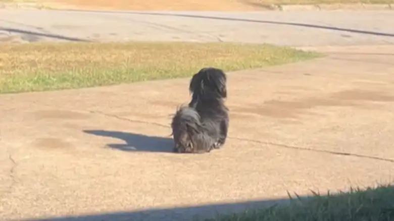 Shih Tzu Waiting For Best Friend To Get Off The School Bus Has Us Saying 'Aww'