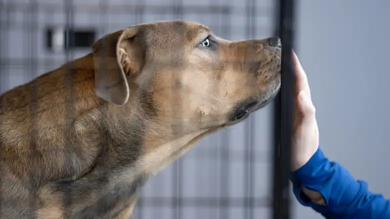 Major Red Flags That An Adopted Dog From A Shelter May Have Behavioral Problems