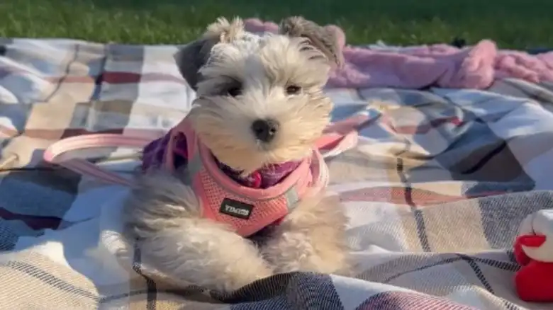 Mini Schnauzer Puppy Barking For The First Time Is Guaranteed To Make You Smile