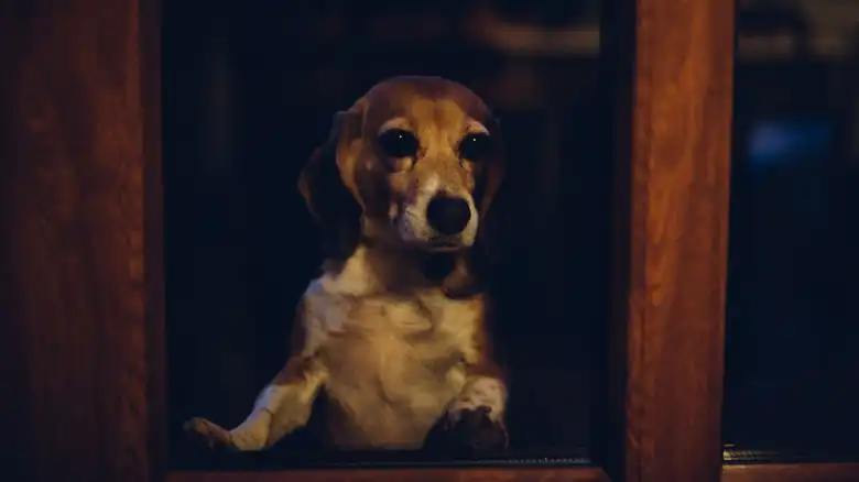 You Should Think Twice About Leaving Your Dog Alone Overnight - Here's Why