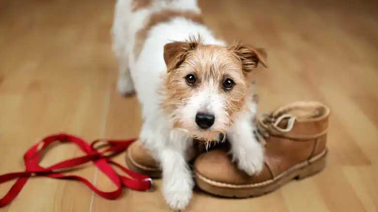 The Completely Normal Human Behavior That Makes Your Dog's Anxiety Worse Every Time