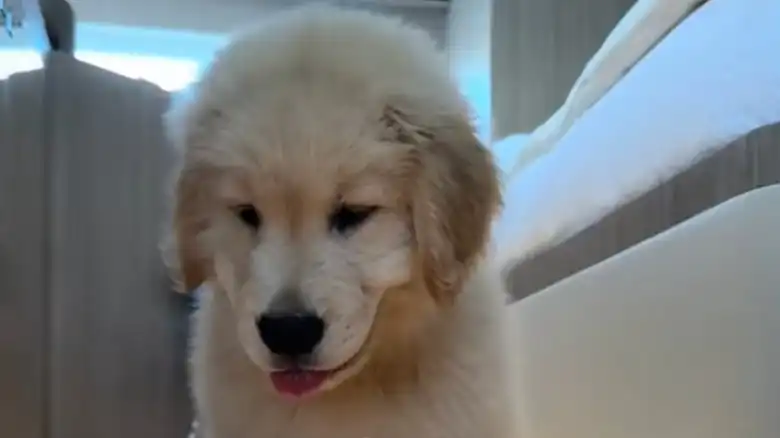 Horse Meets Golden Retriever Puppy For The First Time And Their Bond Is Instant