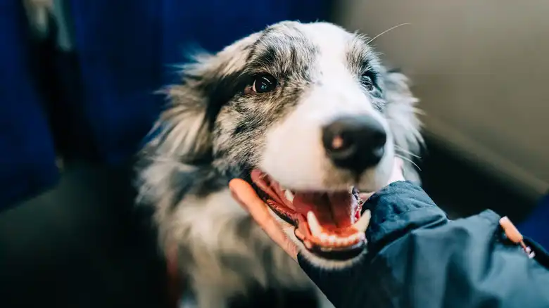 What It Means When Your Dog's Jaw Is Quivering (And How To Fix It)