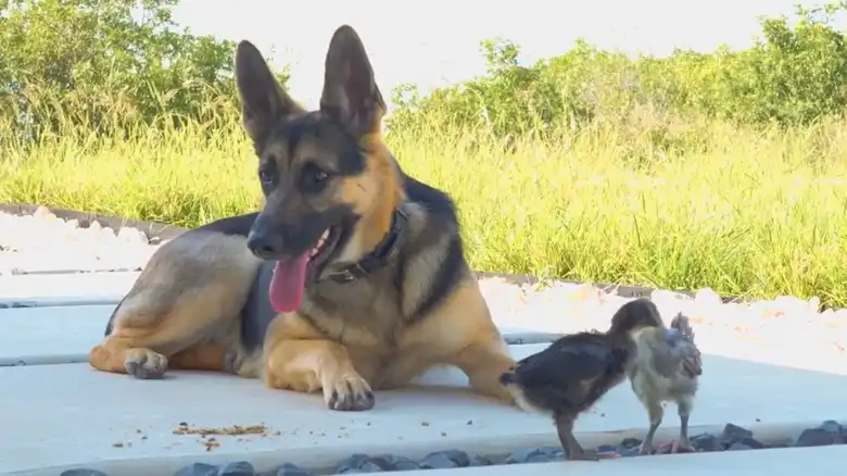 German Shepherd 'Adopts' Baby Chicks And Loves Them Like 'They Are Her Own'
