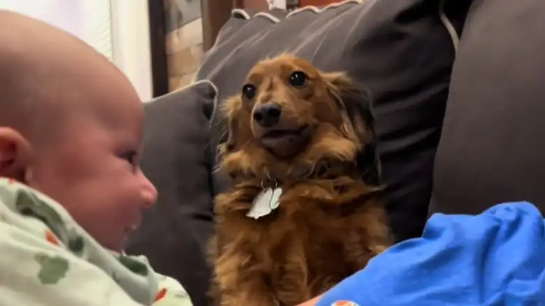 Jealous Dachshund Adorably Tries To Steal Grandma's Attention Away From New Baby
