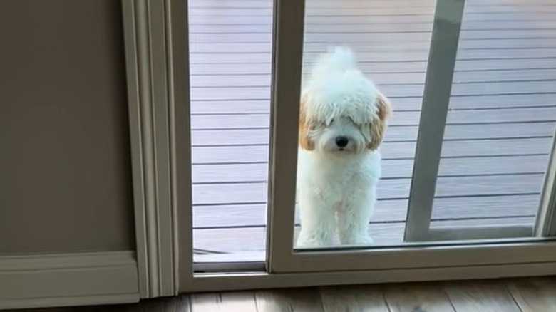 Cavachon Can't Figure Out How To Use The Door And It's Laugh-Out-Loud Hilarious