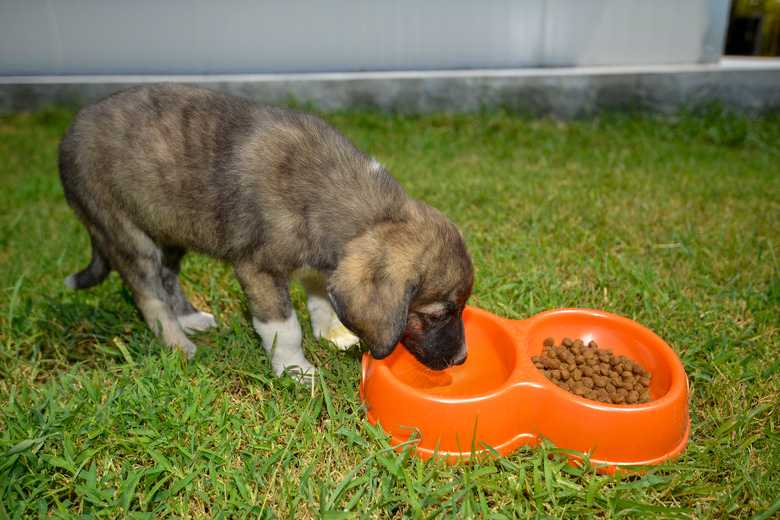 How To Stop Your Dog From Turning Over Its Water Bowl