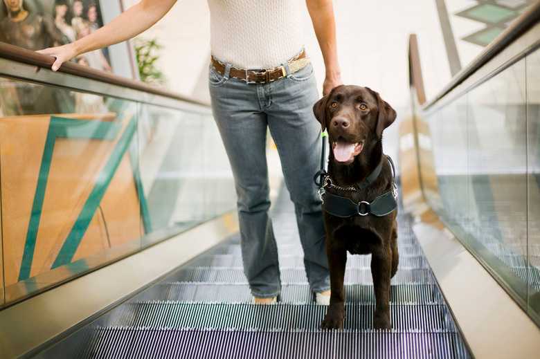 How Can Guide Dogs Help Blind People?