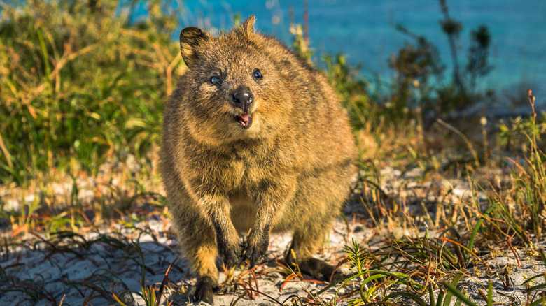 Heartbreaking Things That Only Happen To 'Gentle' Wild Animals