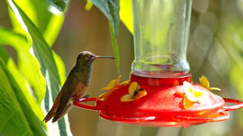 There's An Amazing Way To Tell When Hummingbirds Will Be Visiting Your Yard
