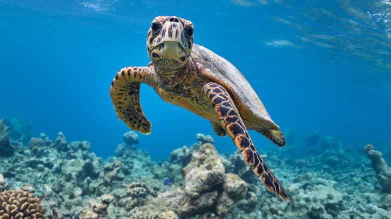 The Unique Situation Many Sea Turtles Across The US East Coast Face