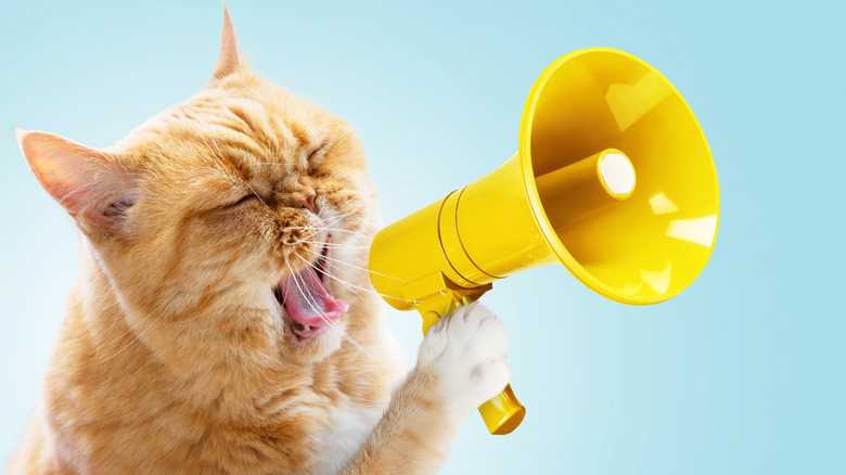 Which Birds & Animals Produce Ultrasonic Sound?