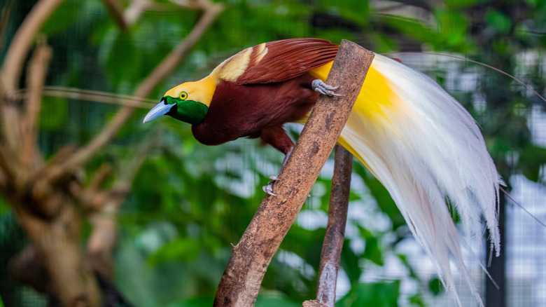 If You Ever See Birds-Of-Paradise, They May Be Playing This Trick On Your Eyes