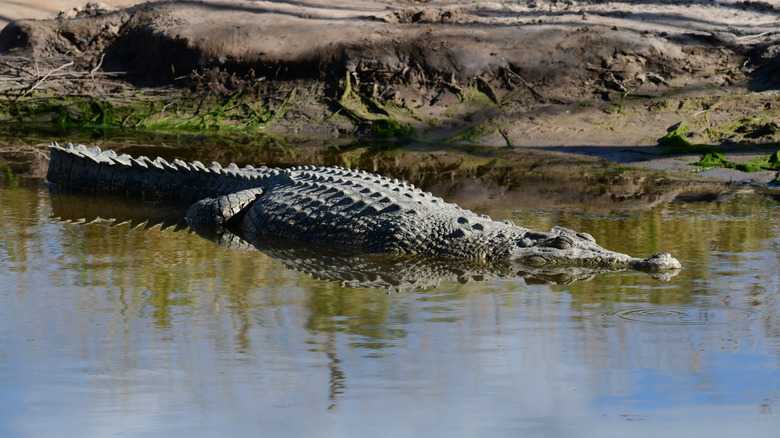 Scientists Couldn't Figure Out How Crocodiles Island-Hopped So Fast - Until They Saw This Unique Behavior