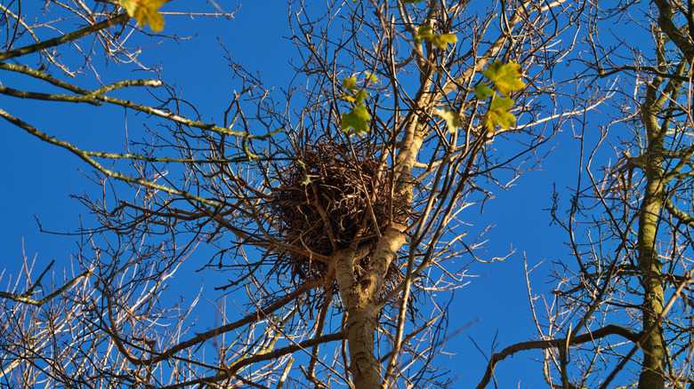 The Strange Object North Carolina Residents Might See In Trees That's Not A Bird's Nest