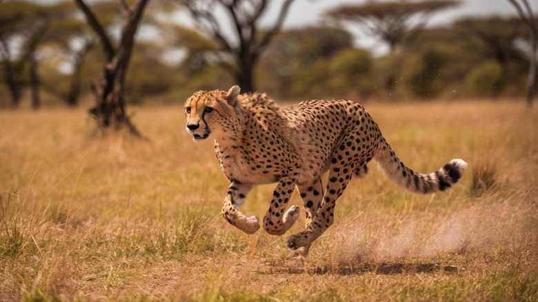 Do Big Cats Get The Zoomies Like Smaller Felines?