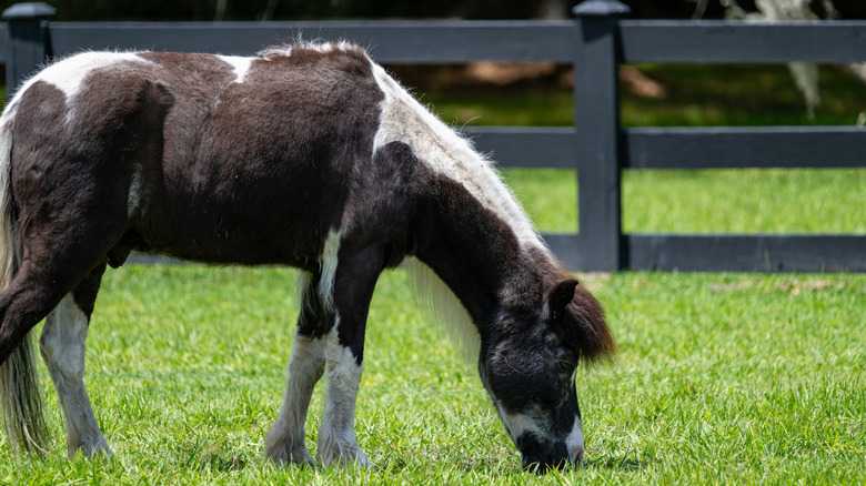 This Therapy Horse Went Viral For An Adorable Talent That Helps Kids In Hospitals