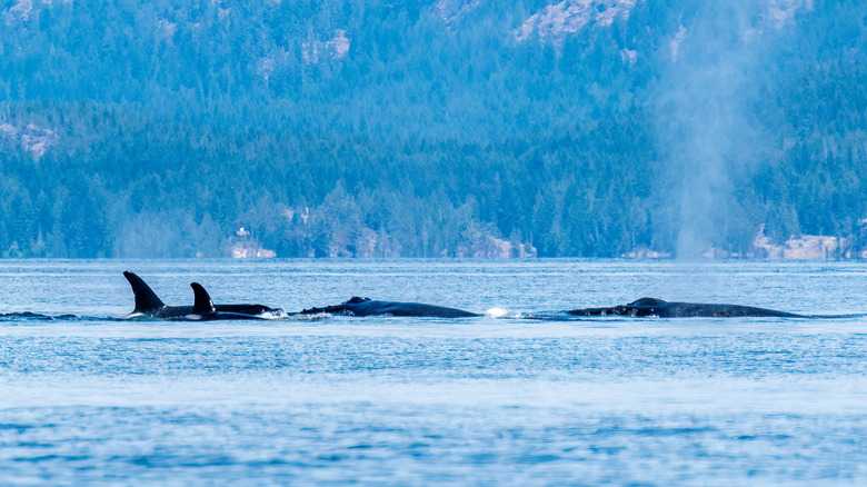 1 Of The Ocean's Most Terrifying Predators Is A Menace Even To Sharks