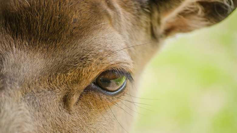 The Way Deer See The World Is Beyond Wild