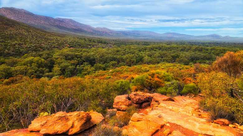 2 Different Endangered Species Are Making A Miraculous Comeback In The Same National Park