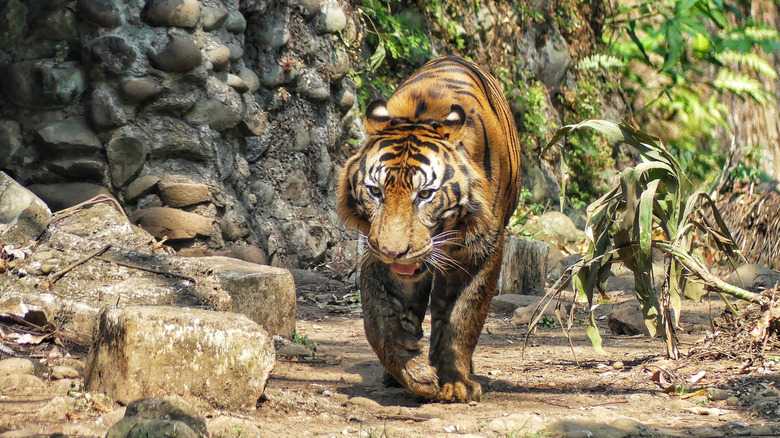 This Zoo's Controversial Request For Unwanted Pets Has The Internet Fiercely Divided