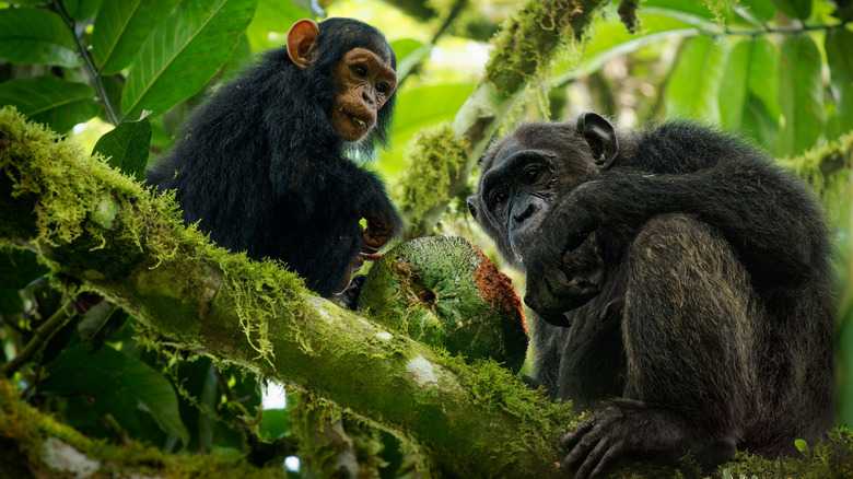 Something Strange Is Happening With A Chimpanzee Population In Nigeria