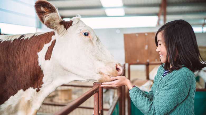 It Turns Out That Cows Can Be Playful Pets & It's So Adorable