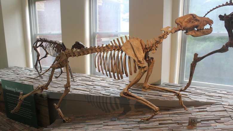 The Largest Wolf Of All Time Makes Even A Dire Wolf Look Small