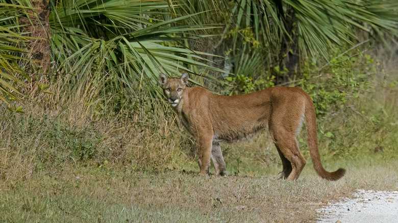 Bizarre Animal Caught On Camera Has Florida Experts Baffled And People Guessing