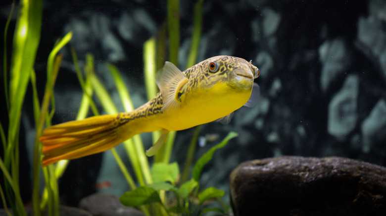 One Of The Largest Blowfish You Can Own As A Pet Can Live For Over 20 Years
