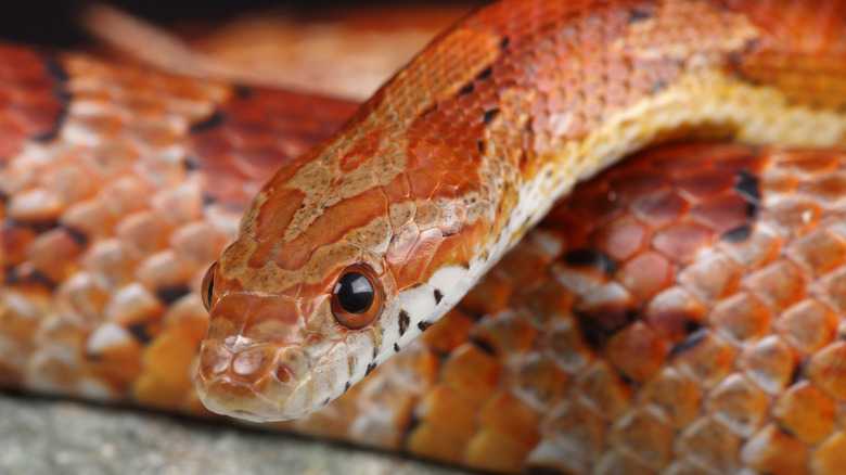 How Often Should You Feed A Corn Snake? Less Than You Might Think